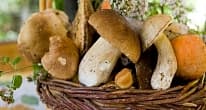  як збирати гриби з користю для здоров'я? 